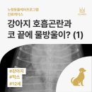 풍동 동물병원 이미지