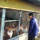 꼬꼬체험장 이미지