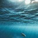 돼지가김치찜 이미지