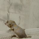 파충류샵 스마일게코 이미지