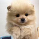 날데려가개 이미지