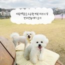 놀이터 | 의왕백운호수공원 벚꽃 피크닉 및 반려견놀이터 후기
