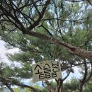 청춘트레일100(춘천분지종주)5-1구간~ 24/09/29 이미지