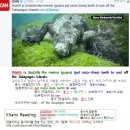 #CNN뉴스 2016-08-28-2 Watch a Godzilla-like marine iguana 이미지