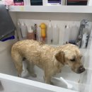 해피애견 미용실 | 🐶 김해애견미용 해피멍데이애견미용실💕 미용 전·후 비교｜아이 성향에 맞춘 맞춤 미용 후기