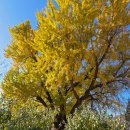 활성동 밀양시국궁장 | 밀양 금시당 백곡재 은행나무 경남 가볼만한곳