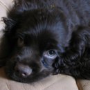 가정견1회분양 이미지