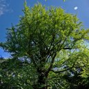 감악산 물맞이길(물맞으러 가는 길) | 경남 거창 감악산(952m) 보랏빛 아스타국화와 연수사 은행나무(2024.10.4)