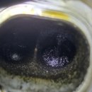 현대스피드크리닝 이미지