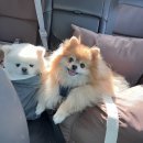 오렌지세탁 | 베럴즈 강아지카시트 오렌지 솔직후기 @ 다견가정 / 중형견카시트