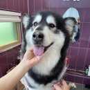 스퀘어독스 서산점 이미지