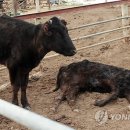 전북 순창군 인계면10일 육우 한마리가 굶어죽어있는 것을 살아있는 소가 물끄러미 지켜보고 있다... 이미지