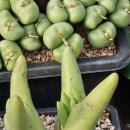 거명농장 이미지