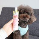 웨그독 | 강아지 향수 더블리스풀독 위스퍼독코롱 강아지냄새제거에 좋아