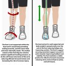 바이오오소틱 이미지