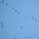 철새보는집 이미지