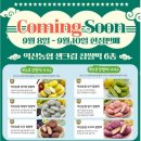 중부농산 | 경남 진주 찹쌀떡 투어!