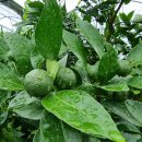 선미농장 이미지