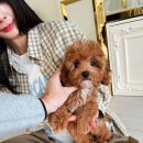 퍼피무드 이미지