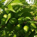 낙원농장3 이미지