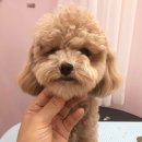 도블리펫 이미지