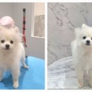 포메른 펫살롱 | 포메른 펫살롱 미용 후기 #10