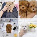 벨라 펫샵 | 수원 강아지 분양은 벨라독! 특별한 이유, 지금 바로 확인해봐!