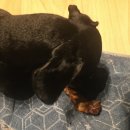 코코 서플라이 이미지