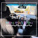 자연속의 펫 | 대형견 병원 이동, 펫택시 이용 후기｜내돈내산 솔직 리뷰