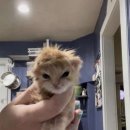 도라도라 이미지