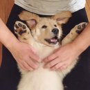 댕댕# 이미지