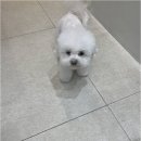아지묭실 이미지