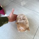 퍼피데일리 이미지