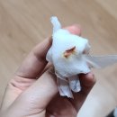 답십리설정형외과의원 네이버블로그