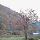 감나무집할머니 이미지