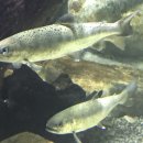 암반수낚시터 이미지