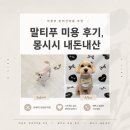 몽시시 | 의정부 반려견미용 추천｜말티푸 미용 후기, 몽시시 내돈내산