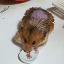 쿨펫 양한방 동물병원 이미지