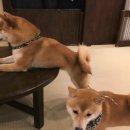 시바나라 이미지