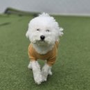 도그홀릭 | [배방 애견유치원] 도그홀릭 4년 차 등원 후기, 아침 픽업부터 드랍까지