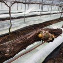 소룡농장 이미지