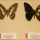 반디랜드 곤충박물관 이미지