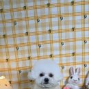 그루밍_light 이미지