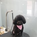 강남애니펫샵 이미지