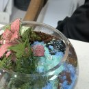 반려식물 테라리움 만들기 | 반려식물 키우기 공기정화식물 이끼 테라리움 만들기