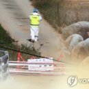 돼지사수