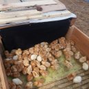 시온농장 이미지