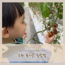 보물농장 | 수원 포시즌 힐링팜에 어린이 치유 농업 실내 체험 농장 하고왔어요