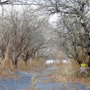 삼랑진로 이미지