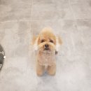 리리 펫살롱 이미지